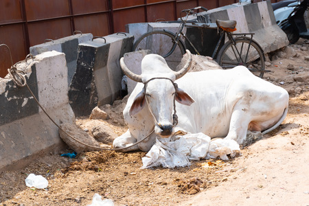 Sacred Cow in India. Portrait of sacred cow in busy street at night in India, adorned with fabric headwear, New Delhi, Indiaの写真素材