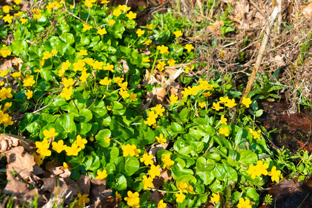 Wild yellow buttercup flowers during springtime in outdoor nature