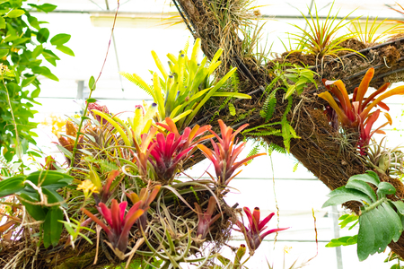 Novy Dvur, Oprava, Czech Republic, 26 April 2019 - Greenhouse at Arboretum of Novy Dvur Botanical Garden with tropical plantsの写真素材