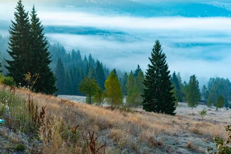 Beautiful foggy sunrise in mountains, countryside scenery with tall spruce trees on the meadow, Romania.の写真素材