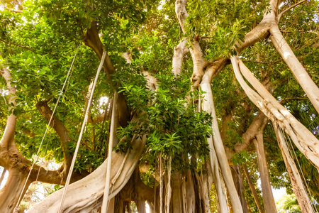 Giant Ficus Benjamin in Botanic Garden Jardin Botanico, Puerto de la Cruz, Tenerife, Canary Islands, Spainの写真素材