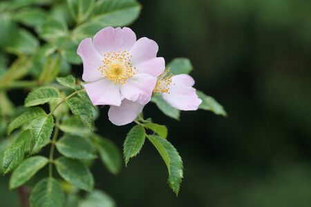 Wild rose in botanical gardenの写真素材