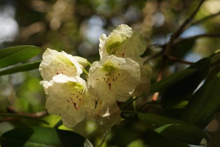 Four flowers of magnolia tree in spring arboretumの写真素材