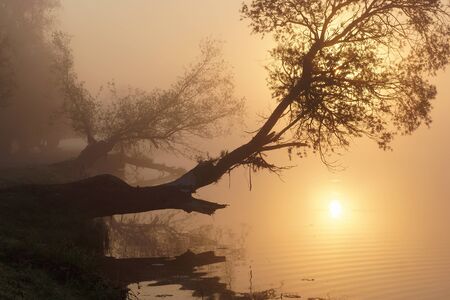 Misty spring morning, trees and sunriseの写真素材