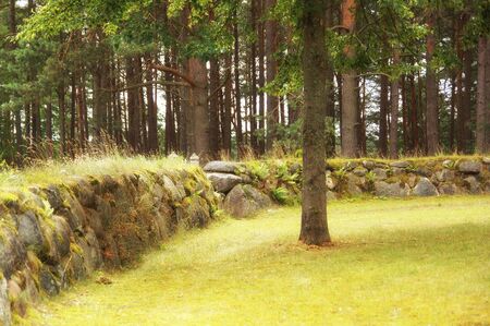 The old stone wall, grass, tree and forestの写真素材