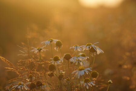 Chamomile and grass in the setting sunshineの写真素材