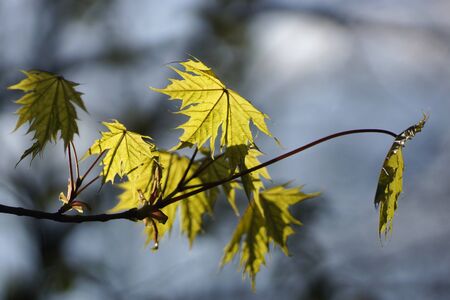 Fresh spring maple leaves on a blue backgroundの写真素材