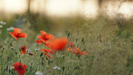 Poppy flowers, poppy heads and grass in the dew (summer morning)