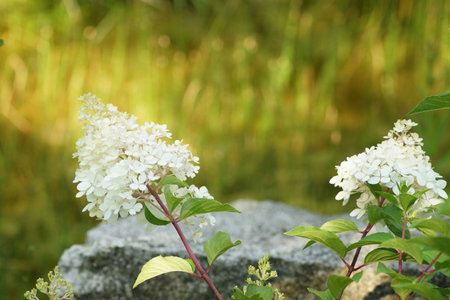 White hydrangea flowers on a green, fuzzy background