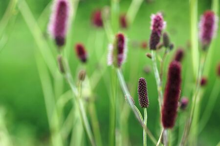 Summer purple flowers in the garden (close up)の写真素材