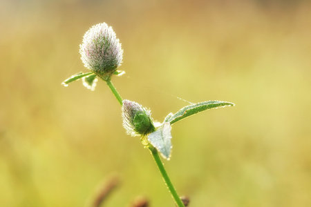 Flowers in a dew (sunrise in an autumn meadow)