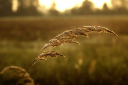 Grass blossom, dew drops and sunrise in the autumn meadow