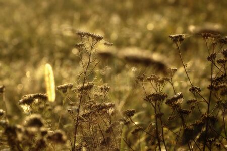Close-up of plants in the autumn meadow at sunriseの写真素材