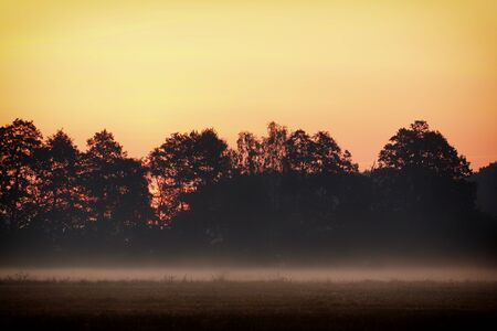 Autumn sunrise, fog and tree silhouettes.の写真素材