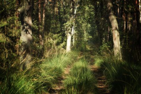 A grassy road in the sunny autumn forestの写真素材