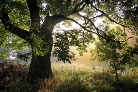 Ash tree in the morning autumn fog at sunriseの写真素材