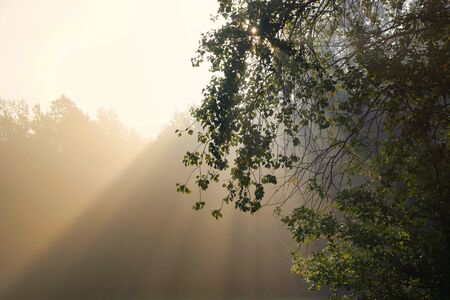 The rays of the morning sun visible in the autumn fogの写真素材
