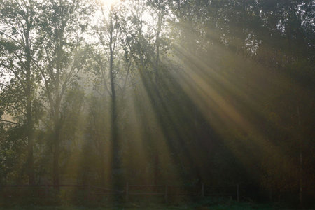 The rays of the morning sun visible in the autumn fog