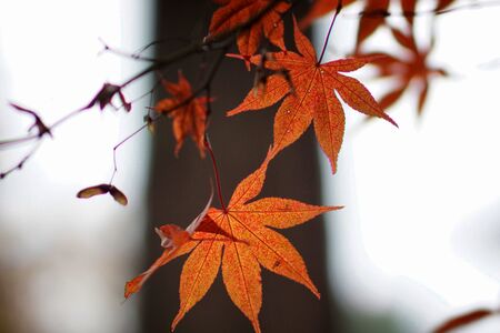 Colored autumn leaves in the arboretumの写真素材