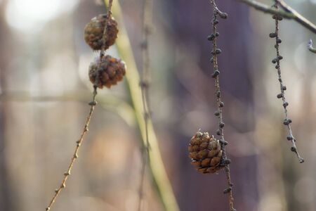 Larch cone on needleless branches in the early spring forestの写真素材