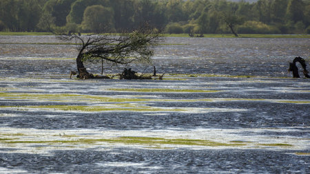 A walk after storm, beautiful colors of flooded spring meadowsの写真素材