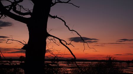 Dead tree after sunset, red landscapeの写真素材