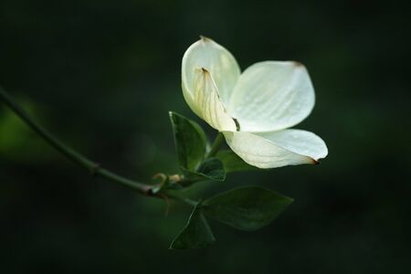 Fresh spring flowers in the arboretum, close-upの写真素材
