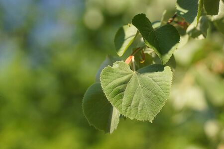 Fresh linden leaves in spring arboretumの写真素材
