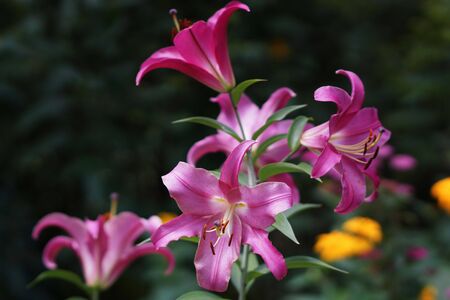 Lily blossom in full bloom in a summer gardenの写真素材