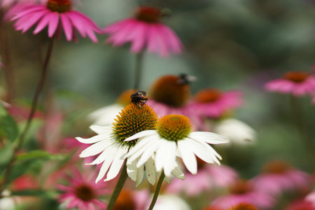 Coneflower flowers in the summer garden on a fuzzy background