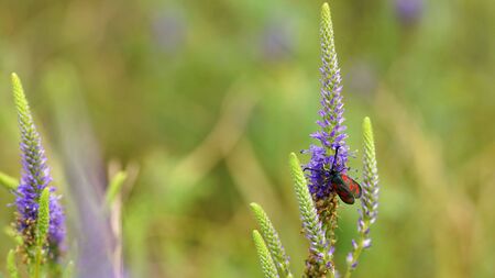 The red insect on blue veronica spicataの写真素材