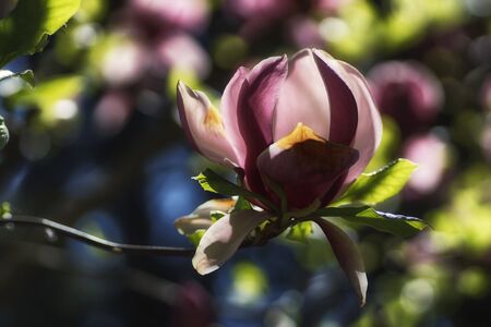 A close-up of a mature magnolia flower on a colorful, fuzzy background in a spring arboretumの写真素材