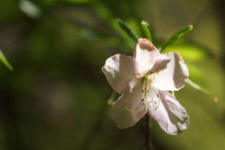 Close-up of the stamens of the white azalea flower in spring arboretumの写真素材