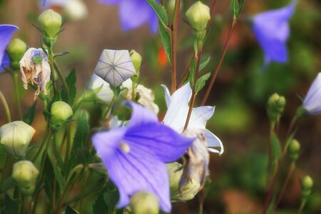 Purple pentagons, a close-up of a flower in a summer gardenの写真素材