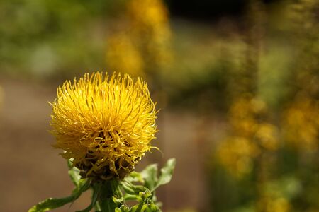 A close-up of a yellow flower in a summer garden on a fuzzy backgroundの写真素材
