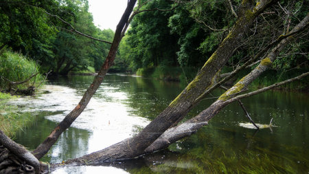The Brda River, a summer walk along the river bank in the woods