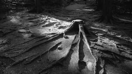 Trunk of felled spruce and roots on a mountain path.の写真素材