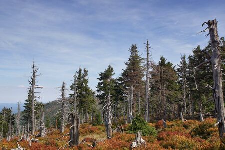 Dead forest on the slopes of the Giant Mountains, dead spruces among young trees, autumnal landscapeの写真素材
