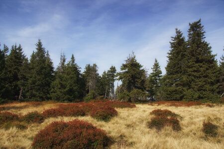 Autumn forest on the ridge of the Giant Mountains, sunny landscape on a clearingの写真素材