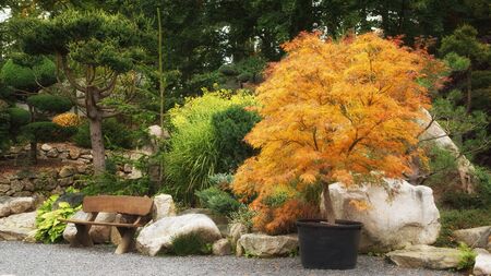 Japanese maple, bench and stones in the autumn gardenの写真素材