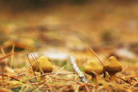 Brown mushrooms among fallen pine needles, fuzzy background, copy space
