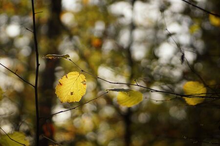 Last colourful leaves in the November forest, fuzzy background, bokeh and blankの写真素材