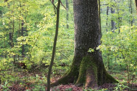 An old mossy oak among young trees in the spring forestの写真素材