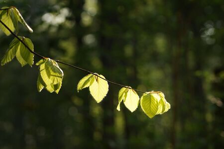 Young, sun-lit beech leaves on a branch, spring in a sunny forest, fuzzy background, bokeh and copy spaceの写真素材