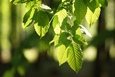 Curtain of fresh hornbeam leaves, bokeh, fuzzy background and free space