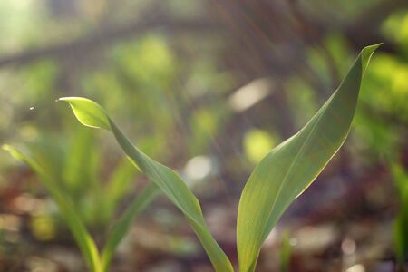 Curvature of lily of the valley leaves, forest floor, spring in the sunny forest, fuzzy background and copy spaceの写真素材