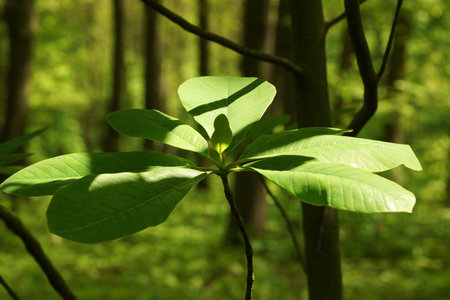 May in the arboretum, a fan of magnolia leaves, a fuzzy background and an copy space