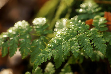 Autumn morning, rainy day in the forest, raindrops on illuminated fern leaves, close-up, fuzzy...