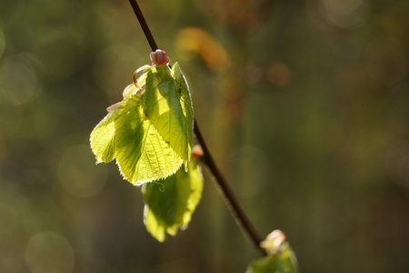 April morning in the forest, fresh leaves illuminated by sunlight, close-up and bokeh, fuzzy...