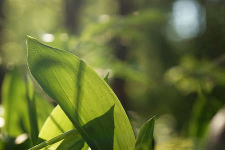 young spring lily of the valley leaves illuminated from behind against a fuzzy background, blank space and bokehの写真素材